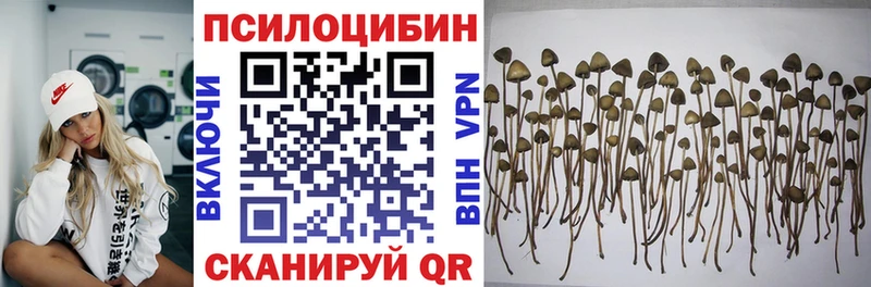 hydra ТОР  Находка  Галлюциногенные грибы Psilocybine cubensis 